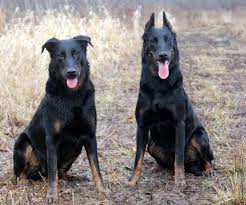 Earn points & unlock badges learning, sharing & helping adopt. So You Think You Want A American Beauceron Club Rescue Facebook