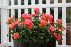 Rose water has been used for thousands of years, starting in the middle east, where they blended roses the long list of benefits includes: Container Rose Gardening Made Easy Learn To Grow Roses In Pots