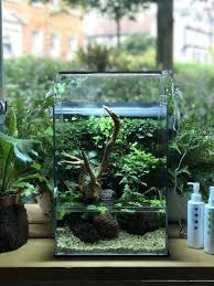 500 Aquarium Ideas In 2020 Aquarium Aquascape Fish Tank Aponogeton ulvaceus is one of the most beautiful species in the aponogeton family. aquarium aquascape fish tank
