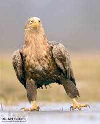 Black Bird With White Tail Uk White Tailed Eagle Haliaeetus Albicilla On Ice Raubvogel Tiere Tier Fotos
