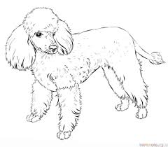 How To Draw A French Poodle Step By Step Drawing Tutorials Poodle Drawing Animal Drawings Dog Drawing