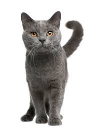 Black And White Cat With Gold Eyes The Chartreux Has Large Gold Eyes And A Smiling Face Chartreux Cat Cat Breeds Grey Cats