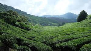 Watch the tea plantations while enjoying a cup of tea in a cafe overlooking the valley in the cameron highlands in malaysia. Tea Plantation Cameron Highlands Free Photo On Pixabay