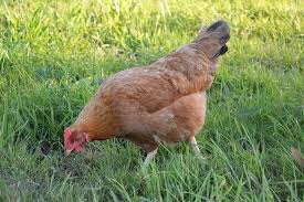 6 Fakta Unik Tentang Ayam Elba Sebagai Ras Petelur Super