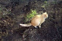 Altijd Vreemde Katten In Je Tuin Met Dit Diervriendelijke Trucje Hou Je Ze Weg Ongedierte In De Tuin Tuin Katten