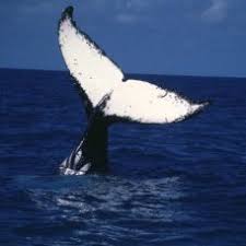 A baleia jubarte é um tipo de baleia que faz parte dos mamíferos do reino animal e habita os oceanos. A Acrobatica Baleia Jubarte Megaptera Novaeangliae Em Visita As Download Scientific Diagram