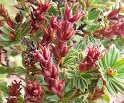 Image result for Myrothamnus flabellifolius
