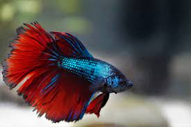 Fighting Fish Synchronize Their Combat Moves And Their Gene Expression