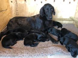 Flat coated retriever puppies for sale uk. Flatcoat Retriever X Labrador Puppies In Maidstone Dogsandpuppies Co Uk