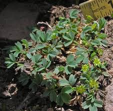Image result for Scleria procumbens