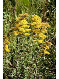 Solidago Nemoralis Gray Goldenrod Plugs 1 Gal 18 O C Dry 3 6 Tall Lady Bird Johnson Wildflower Center Wild Flowers Plants