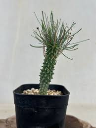 Image result for Euphorbia fanshawei