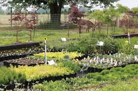 Organic gardening & fruit tree specialists. Garden Nursery Tips And Ideas How To Start Your Own Plant Nursery