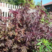 The mahogany splendor hibiscus was first recognized as a distinct species in 1896 by french botanists and given the botanical name acetosella. Hibiscus Hibiscus Acetosella Mahogany Splendor In The Hibiscus Database Garden Org