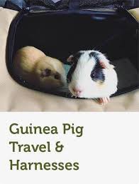 Males £20 each females £25 each. Guinea Pig Supplies Food Hutches Toys Pets At Home