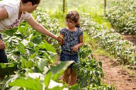 Your family can save money, learn new skills, and eat better food all at the same time! Six Benefits Of Growing Your Own Food