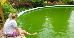 Apply a green algaecide and follow the label directions. Why Is My Pool Still Green Intheswim Pool Blog