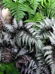 Athyrium Niponicum Metallicum Japanischer Regenbogenfarn Brokat Farn Botanisch Athyrium Niponicum Metallicum Farn Japan Hochbeet