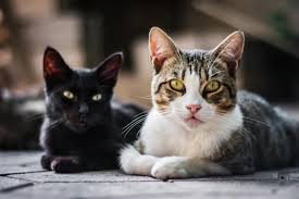 ‪A guide to common cat breeds for potential owners | St Kitts Vets‬‏