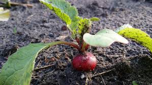 Quelles fleurs planter en juillet? Semer Ses Radis Quand Et Comment Faire Ses Semis De Radis