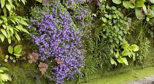 Ajoutez aux annuelles des vivaces retombantes, comme l'ortie, la lysimaque et la pervenche. Quelles Plantes Colorees Choisir Pour Couvrir Mon Mur Mon Jardin Ma Maison
