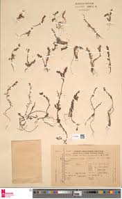 Image result for Laurembergia tetrandra