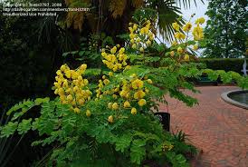Image result for Caesalpinia decapetala