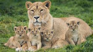 Resultat d'imatges de lion cub turning into a lion