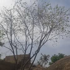 Image result for Holarrhena floribunda