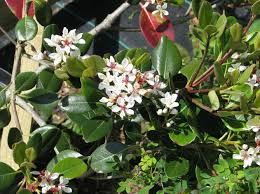 Image result for Hypertelis umbellata