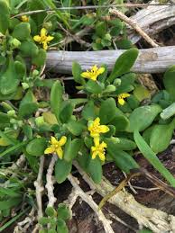 Image result for Tetragonia spicata