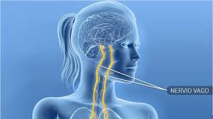 EL NERVIO VAGO - LimcaSalud