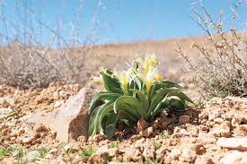 Image result for Zygophyllum leucocladum