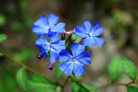 Image result for Plumbaginaceae