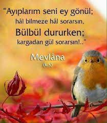 mevlana sozler corekotuyagi guzelsozler words islam bucak