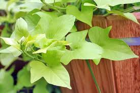 Maybe you would like to learn more about one of these? How To Grow Sweet Potatoes At Home Gardener S Path