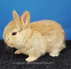 Beautiful rabbits for sale in need of a loving and caring home, adorable babies waiting to steal your heart. Not For Sale Cinnamon Netherland Dwarf Baby Carrying Lilac Netherland Dwarf Dwarf Baby Dwarf Rabbit
