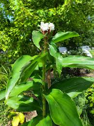Image result for Costus