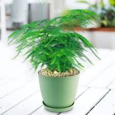 Image result for Asparagus setaceus