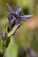 Image result for Swertia erosula