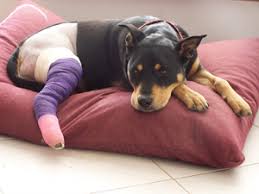 And when a dog is in pain whether it is due to traumatic or inflammatory reasons (such as canine arthritis), aspirin can be given as an effective medication to help your pet control the pain and relieve inflammation. What Can I Give My Dog For Pain Assisi Animal Health