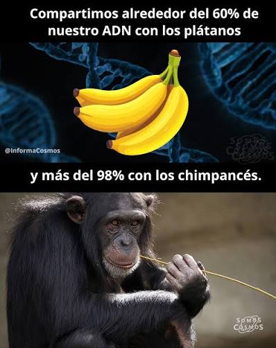 Aunque parezca increíble, los humanos compartimos alrededor del 60% de nuestro  ADN con los plátanos y más del 98% con los chimpancés. Esto se debe a que  toda la vida en la