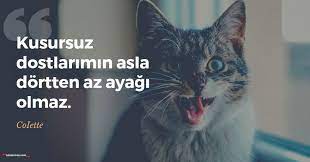 kedi ile ilgili sozler kedi ile ilgili guzel sozler sozumsoz kedi guzel soz
