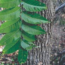 Image result for Juglans