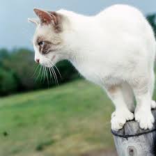 Cats normally have five front toes and four back toes. Extra Toed Cats Better Homes Gardens