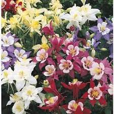 Pin On Garden Falters Plants I Ve Managed To Kill