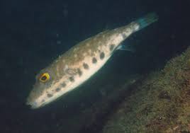 Image result for Asplenium markusbeckeri