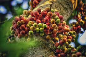 Maybe you would like to learn more about one of these? Fruit Raw Ripe Free Photo On Pixabay