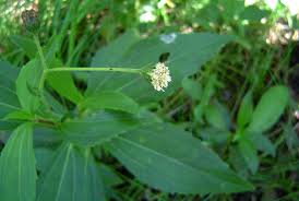 Image result for Adenostemma