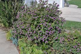 Image result for Polygala xanthina
